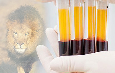 Meling Biomedical is helping African lion's species continuation